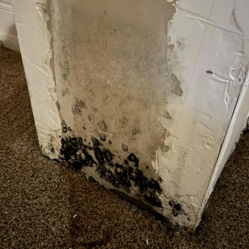 Professional Mold Removal in Bluewell, WV